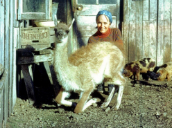 DER Filmmaker - Anne Chapman