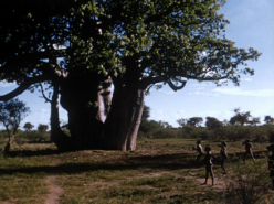 Baobab Play (1974)