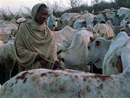 Boran Herdsmen