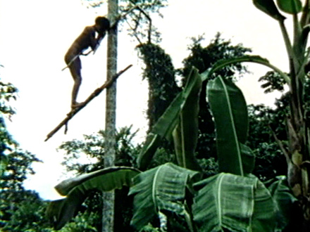 Climbing the Peach Palm (1974)