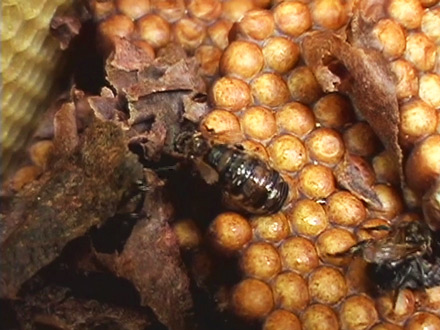 The Living Forest (2004)