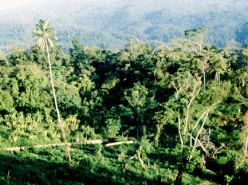 A Model for Conservation (2010)