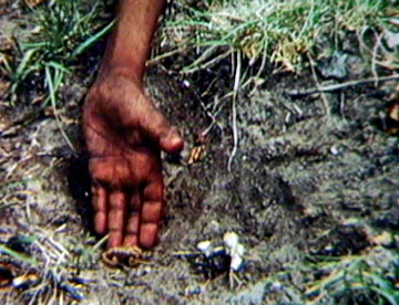 Playing with Scorpions (1972)