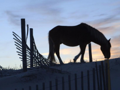 Sea Horse - Cozette Russell