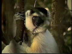 Sifakas of Madagascar (1997)