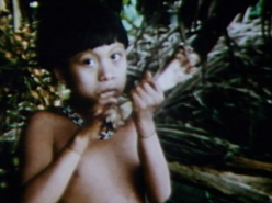 Tapir Distribution (1975)