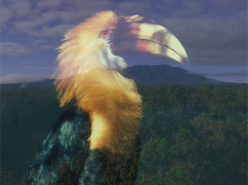 Voices of the Rainforest (2019)